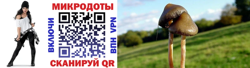 Галлюциногенные грибы Psilocybine cubensis  Нестеровская 